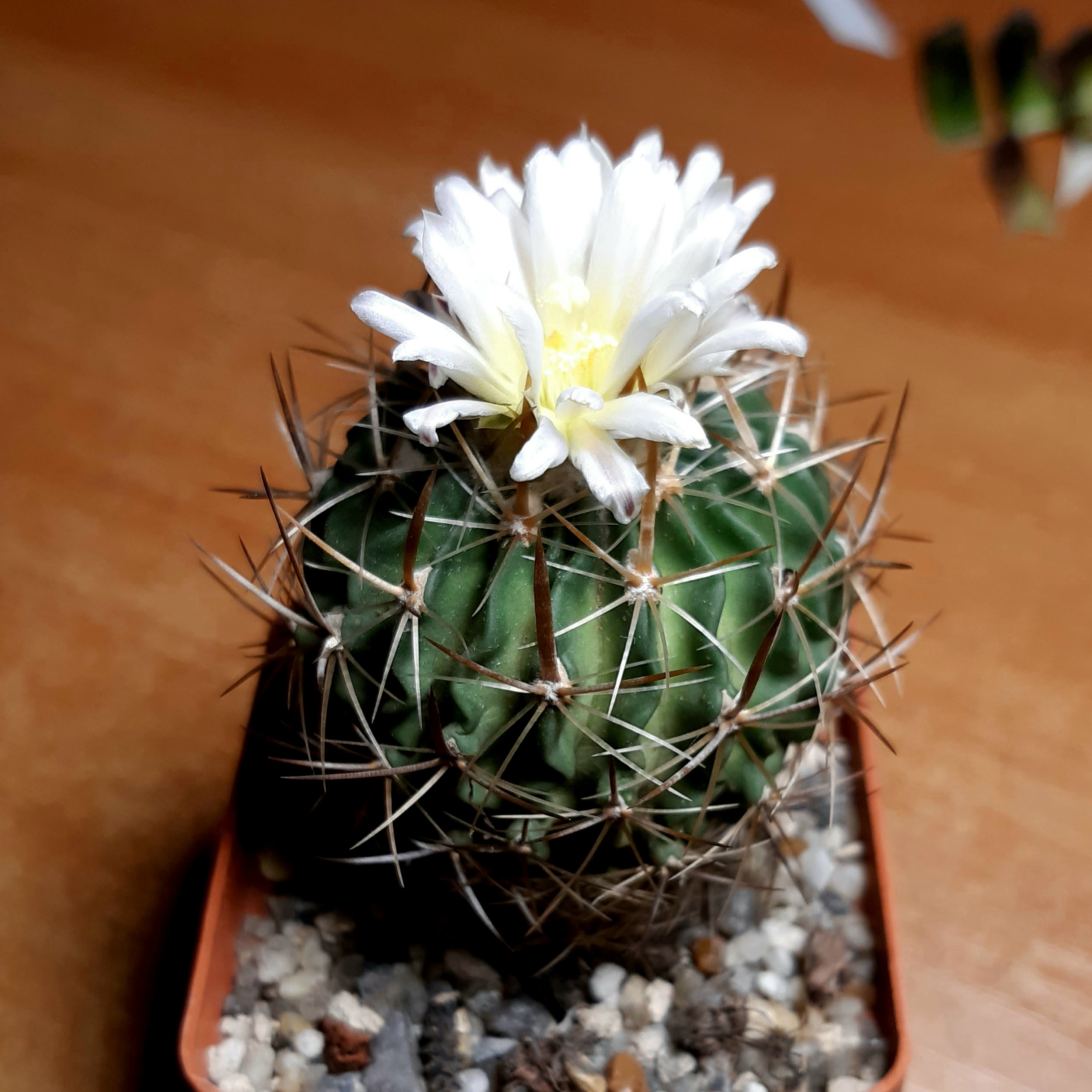 Echinofossulocactus longispinus MG