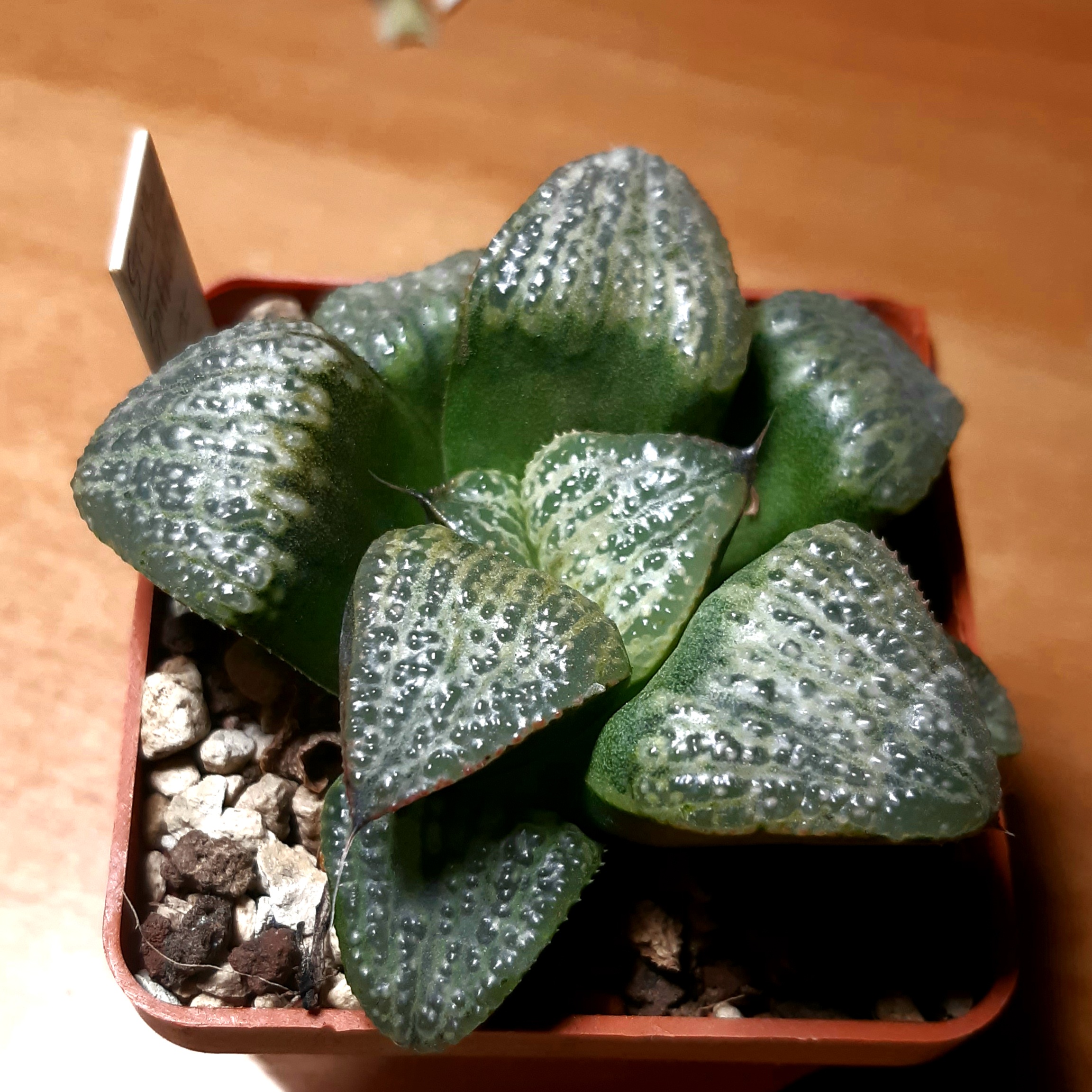 Haworthia splendens cv.'Ozawa'