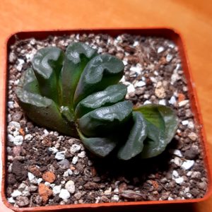 Haworthia truncata spiralis