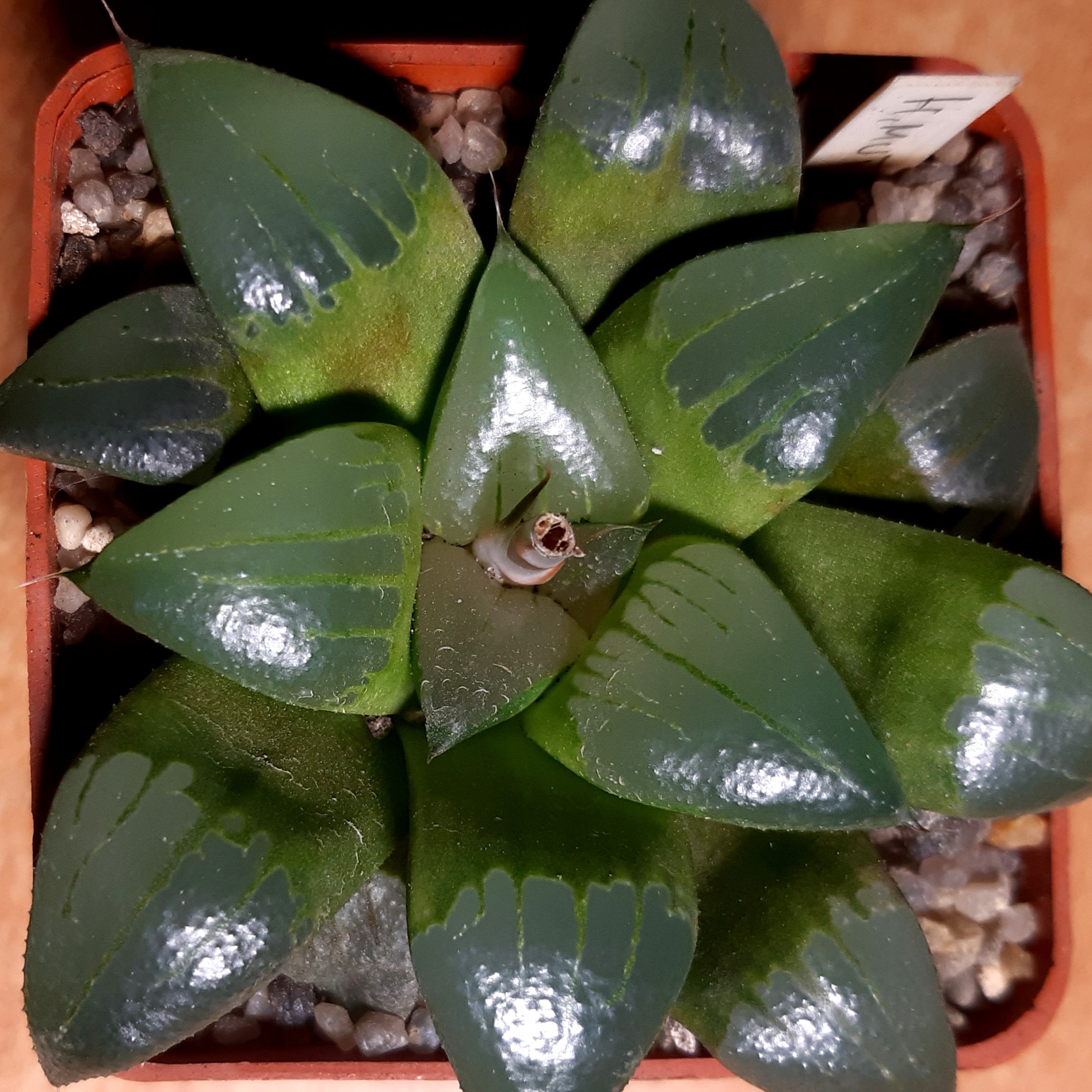 Haworthia mutica 'nigra' hybr