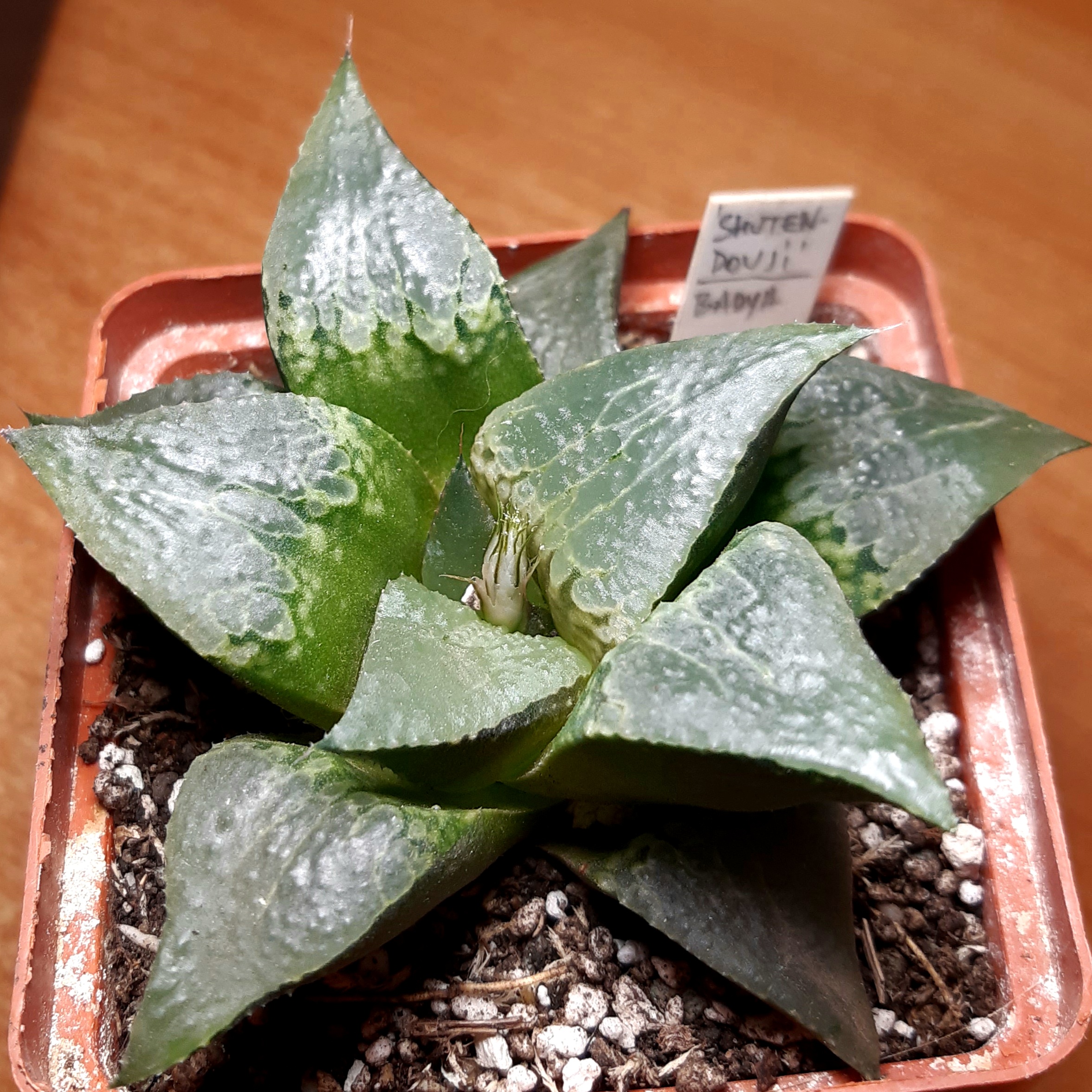 Haworthia badya cv.'Shutendouji'