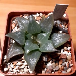 Haworthia bayeri 'Chestnut'