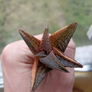Haworthia Dragon King Variegated