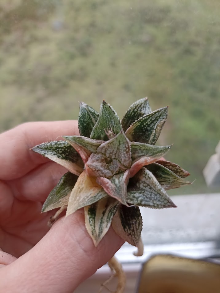 Haworthia Rainbow Variegated