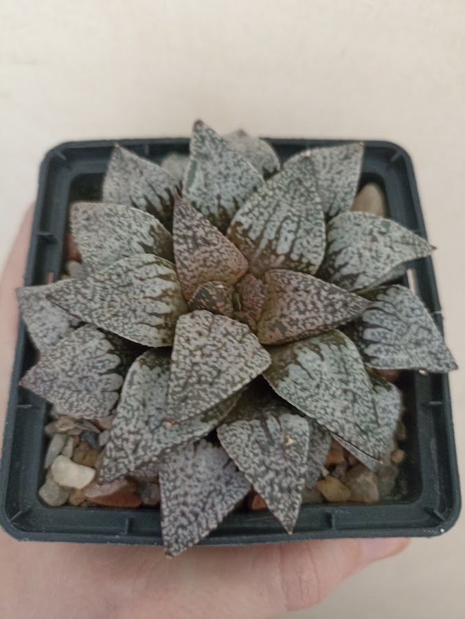 Haworthia Picta