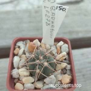gymnocalycium armatum LF278