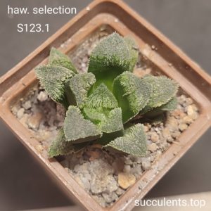 haworthia selection