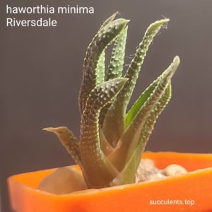 haworthia minima Riversdale
