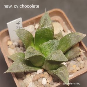 haworthia cv Chocolate