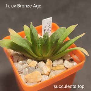 haworthia cv Bronze Age