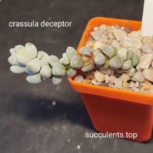 crassula deceptor