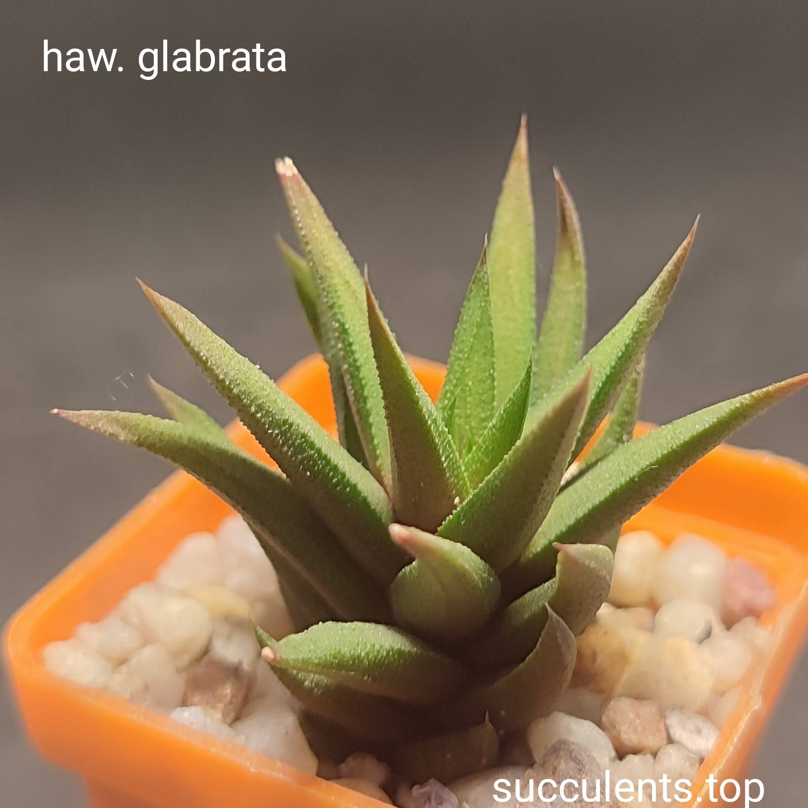 haworthia glabrata