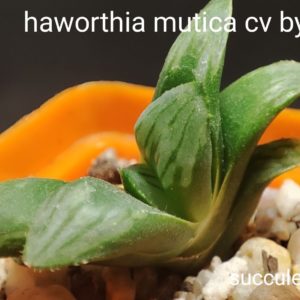 haworthia mutica cv Byakuya