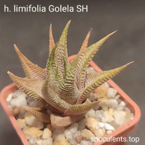 haworthia limifolia Golena SH