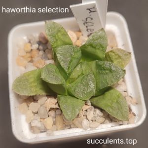 haworthia selection