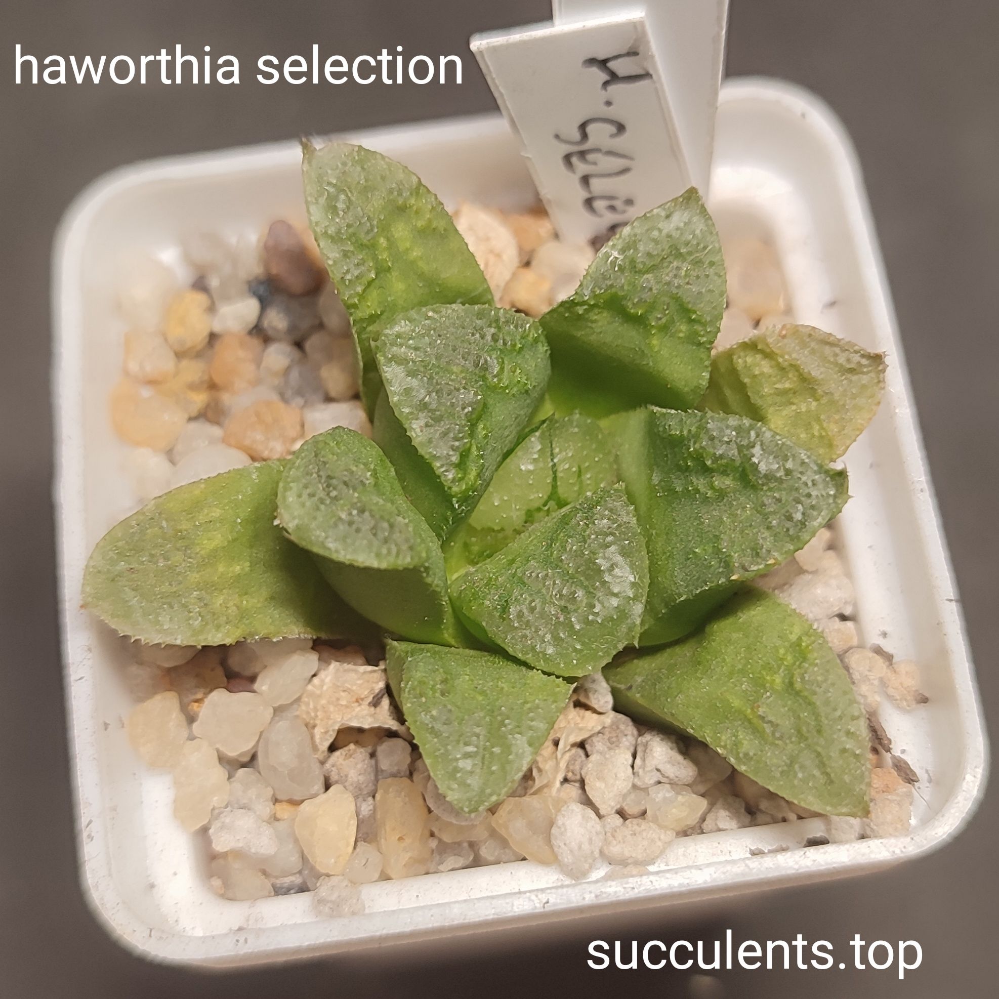 haworthia selection