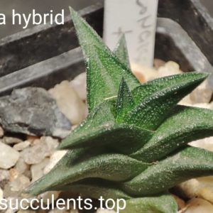haworthia scabra hybrid