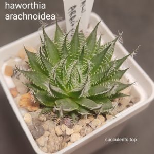 haworthia arachnoidea