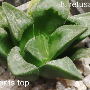 haworthia retusa mutica