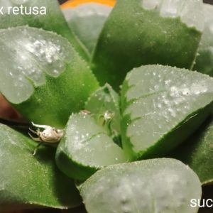 haworthia pygmeae x retusa