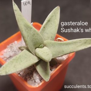 gasteraloe Sushaks White