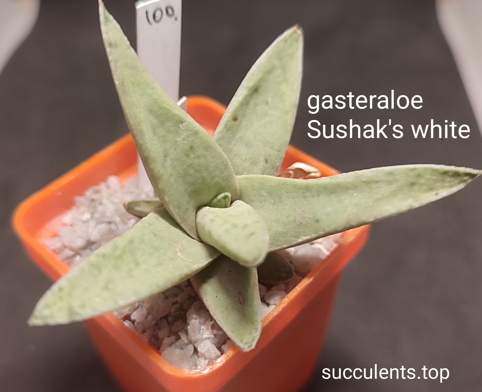 gasteraloe Sushaks White