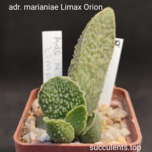 Adromischus Limax Orion