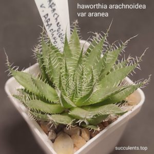 haworthia arachnoidea var aranea