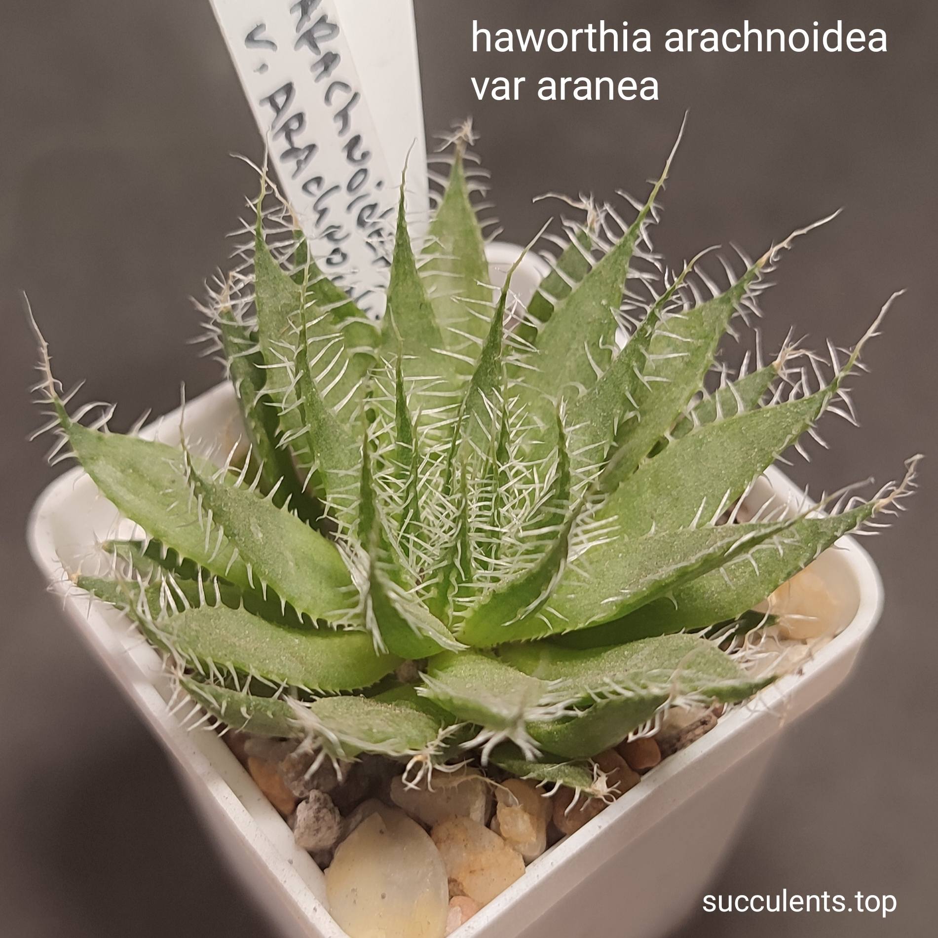 haworthia arachnoidea var aranea