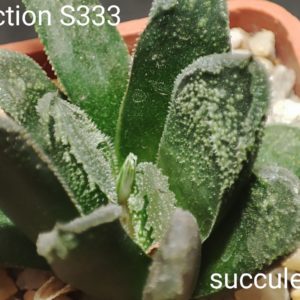 haworthia selection S333
