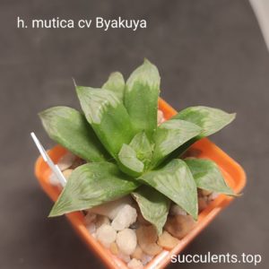 haworthia mutica cv Byakuya