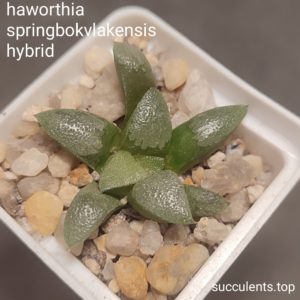 haworthia springbokvlakensis hybrid