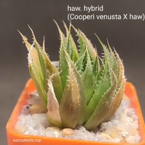 haworthia hybrid