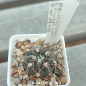 gymnocalycium intertextum moserianum MT08-400