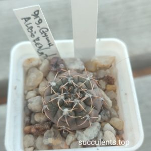 gymnocalycium albiorelanatum