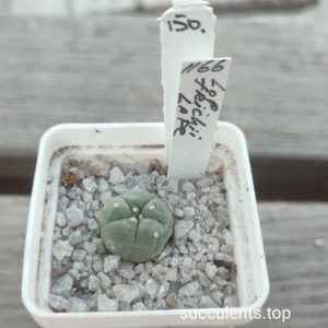 lophophora fricii La Pe