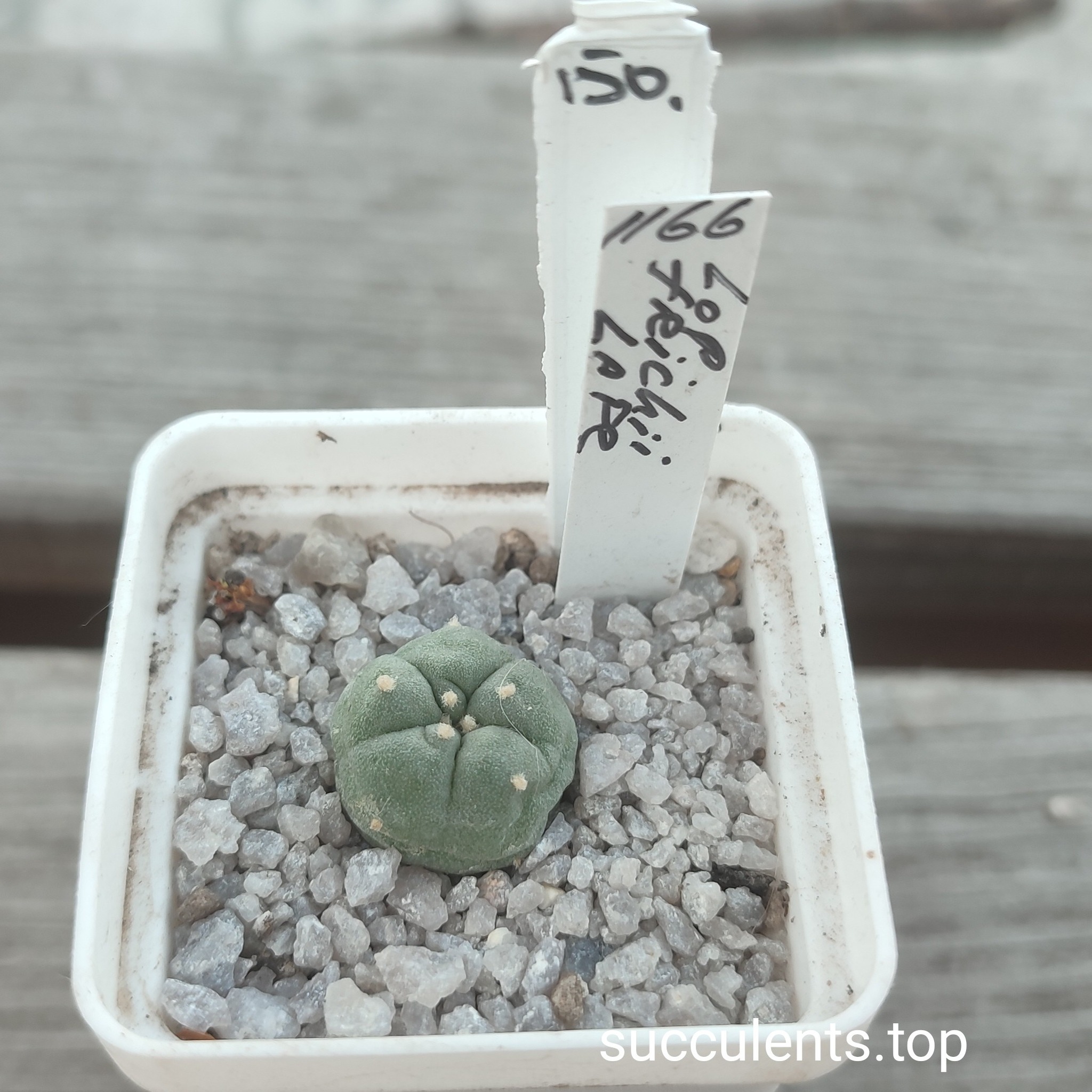 lophophora fricii La Pe