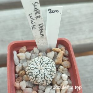 astrophytum super kabuto white