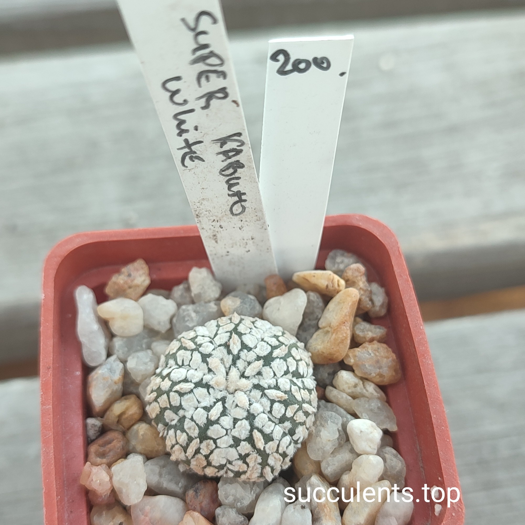 astrophytum super kabuto white
