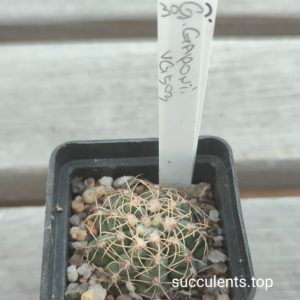 gymnocalycium gaponii VG503