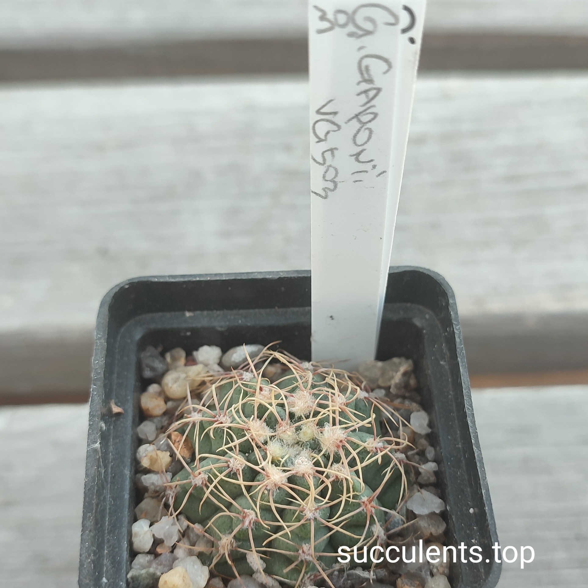 gymnocalycium gaponii VG503