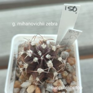 gymnocalycium mihanovichii zebra