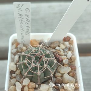 gymnocalycium vatteri altantinense