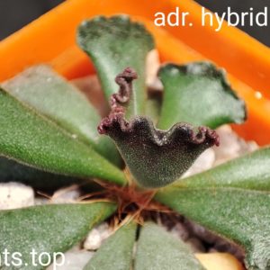 adromischus hybrid Belgium