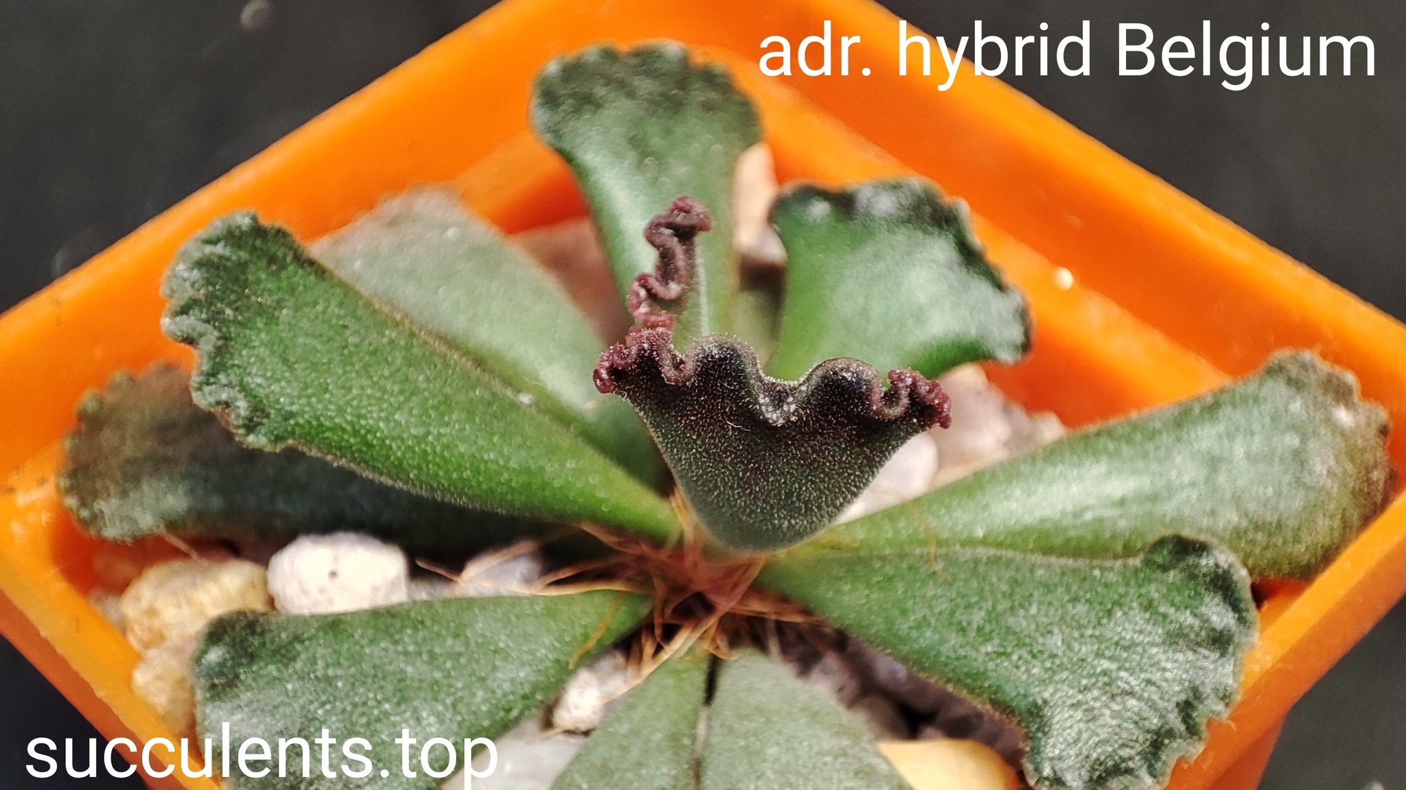 adromischus hybrid Belgium