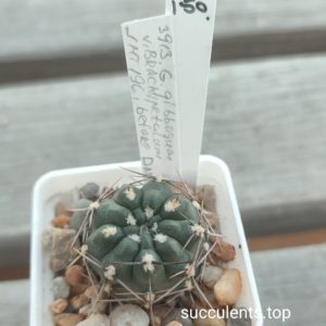 gymnocalycium gibbosum  GHT196