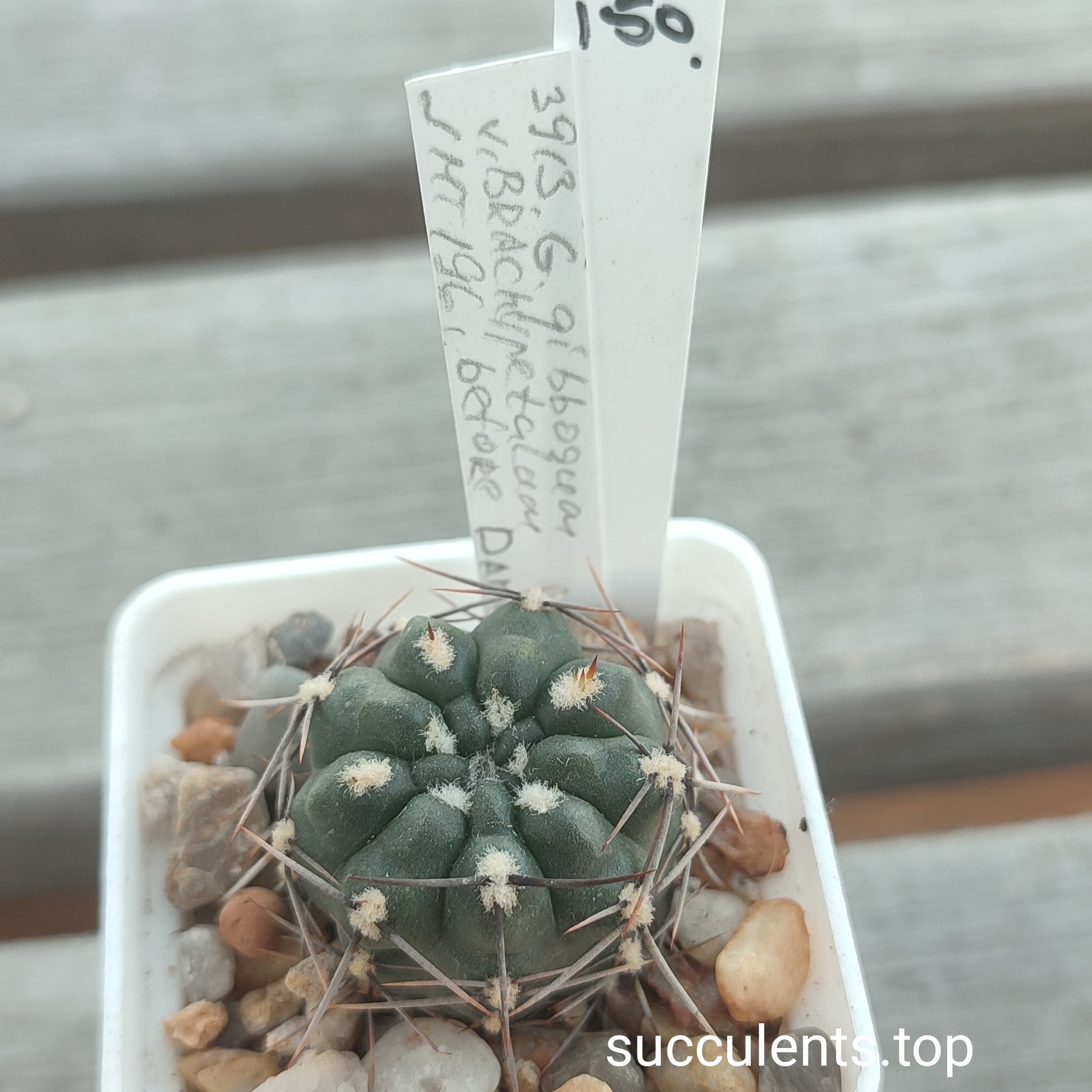 gymnocalycium gibbosum  GHT196