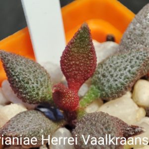 adromischus marianiae herrei Vaalkraans