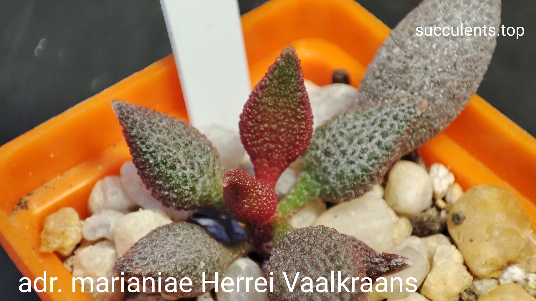 adromischus marianiae herrei Vaalkraans
