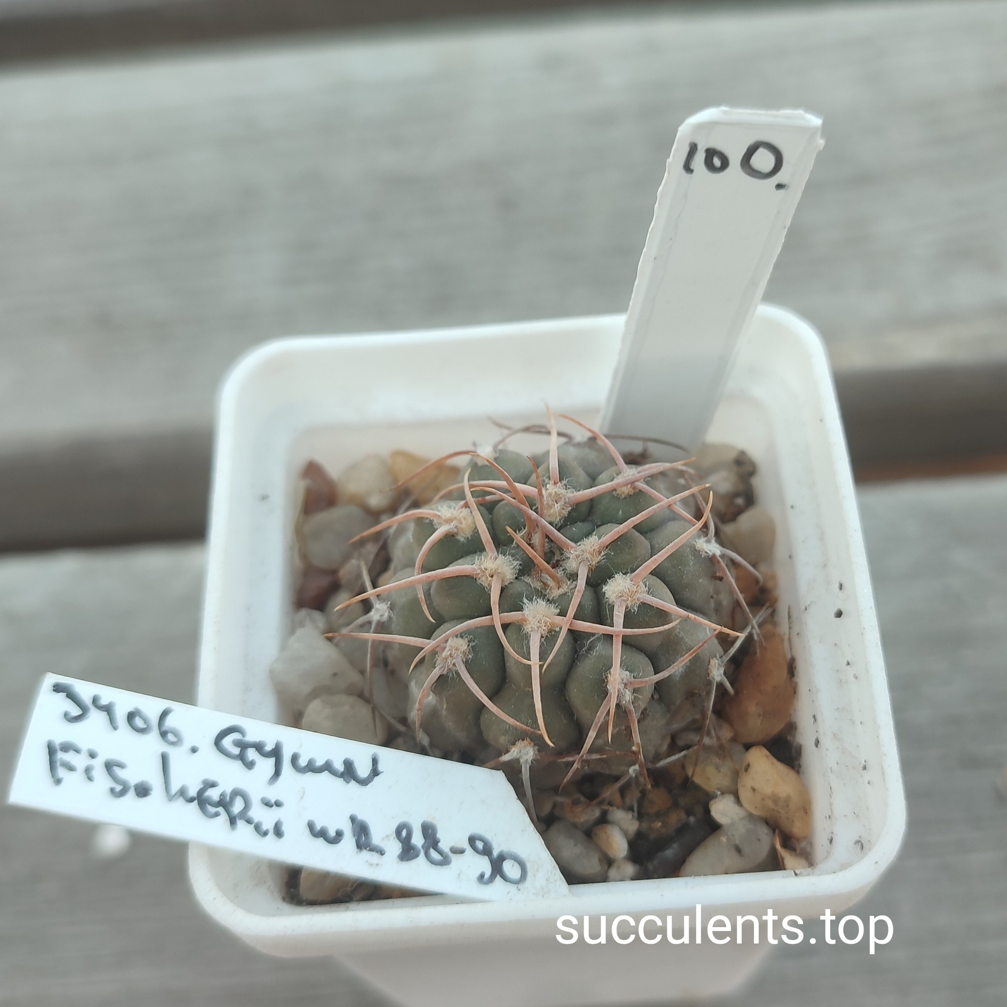 gymnocalycium fischeri WR88-90
